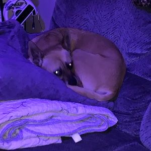 Meet your Posher, Steve